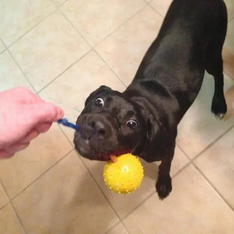 Rubber Interactive Training Toy for Dogs Natural Rubber Ball with Rope Pet Reward Fetch Play and Training Supplies - Joanie B 25