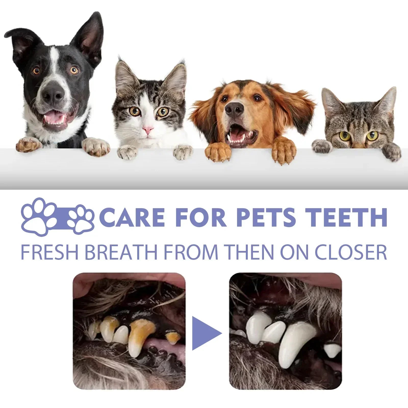 Pet Tooth Cleaning Spray for Dogs and Cats Fresh Breath Oral Hygiene and Dental Care Deodorizer 30ml - Joanie B 25